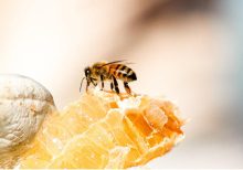 Raw honey vs regular honey…is there really a difference?